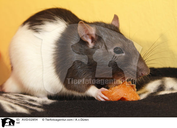 Farbratte / rat / AVD-02854