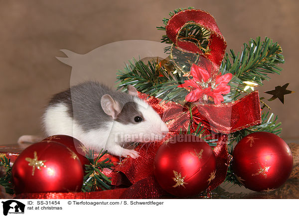Farbratte zu Weihnachten / rat at christmas / SS-31454