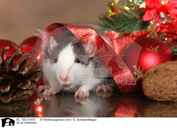 Farbratte zu Weihnachten / rat at christmas / SS-31457