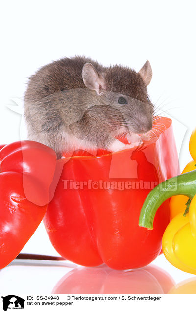 Farbratte auf Paprika / rat on sweet pepper / SS-34948