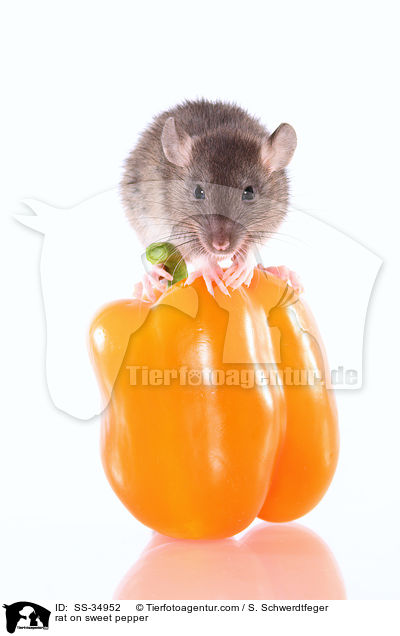 Farbratte auf Paprika / rat on sweet pepper / SS-34952