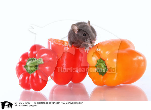 Farbratte auf Paprika / rat on sweet pepper / SS-34960