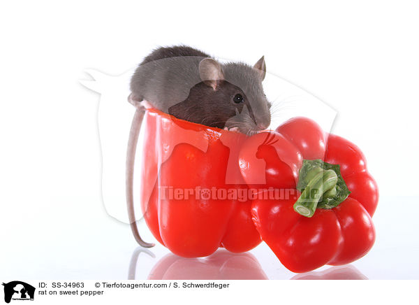 Farbratte auf Paprika / rat on sweet pepper / SS-34963