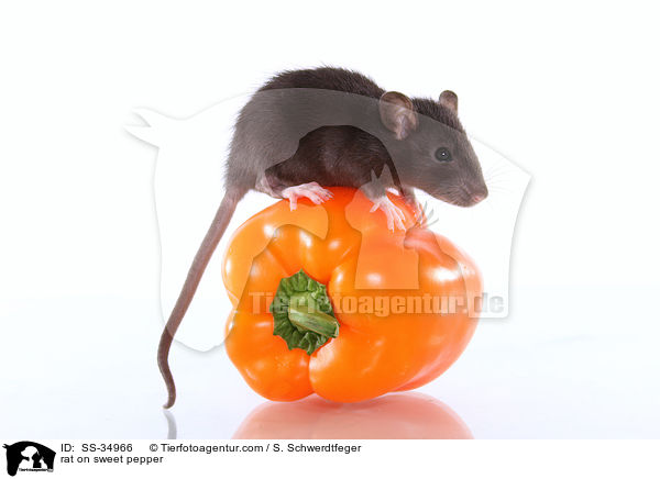 Farbratte auf Paprika / rat on sweet pepper / SS-34966