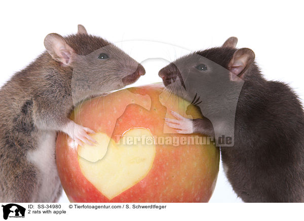 2 Farbratten mit Apfel / 2 rats with apple / SS-34980