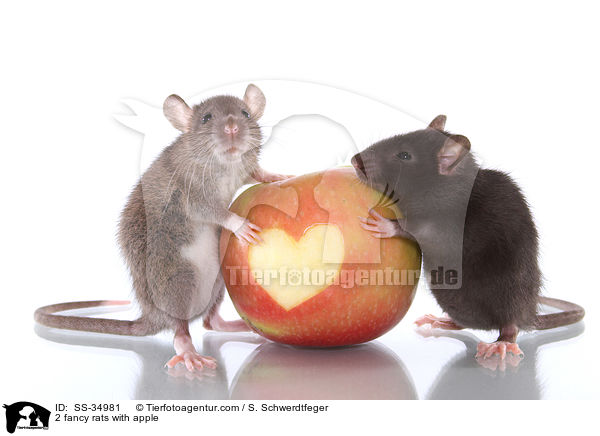 2 Farbratten mit Apfel / 2 rats with apple / SS-34981