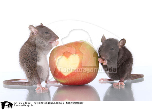 2 Farbratten mit Apfel / 2 rats with apple / SS-34983