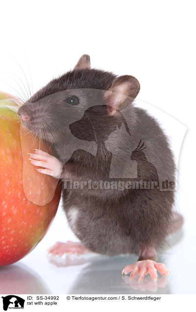 Farbratte mit Apfel / rat with apple / SS-34992