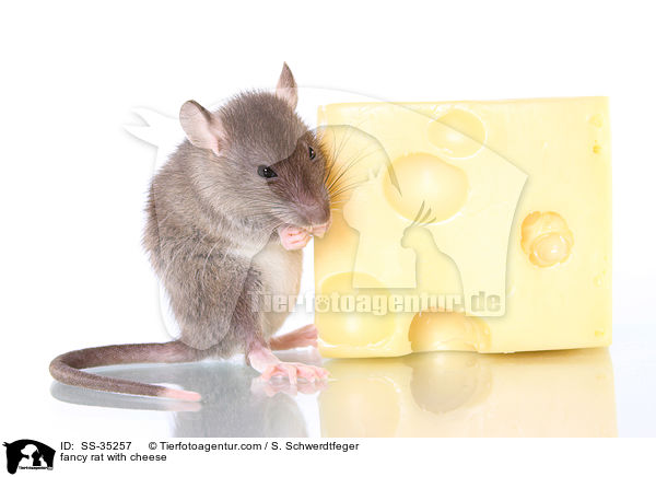 Farbratte mit Kse / fancy rat with cheese / SS-35257