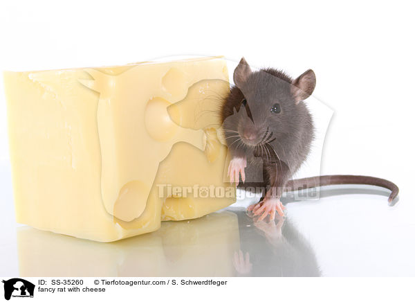 Farbratte mit Kse / fancy rat with cheese / SS-35260