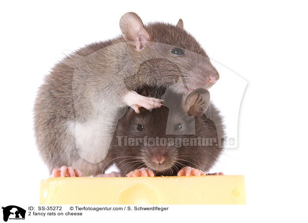 2 Farbratte auf einem Stck Kse / 2 fancy rats on cheese / SS-35272