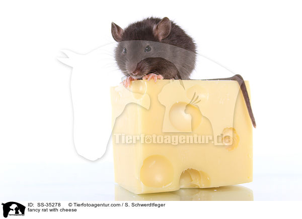 fancy rat with cheese / SS-35278