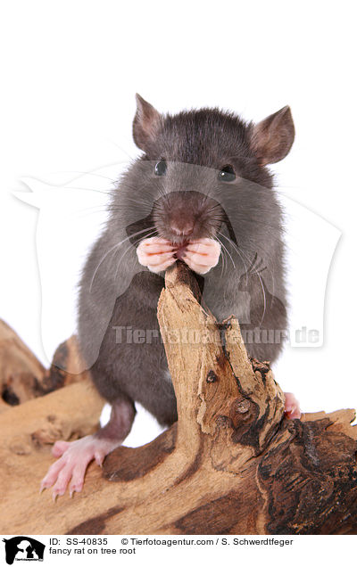 Farbratte auf Baumwurzel / fancy rat on tree root / SS-40835