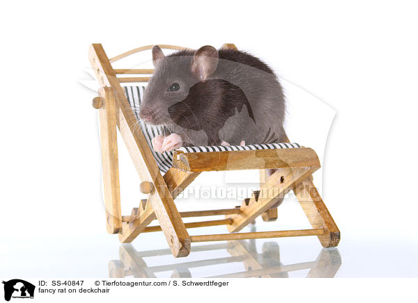 Farbratte auf Liegestuhl / fancy rat on deckchair / SS-40847