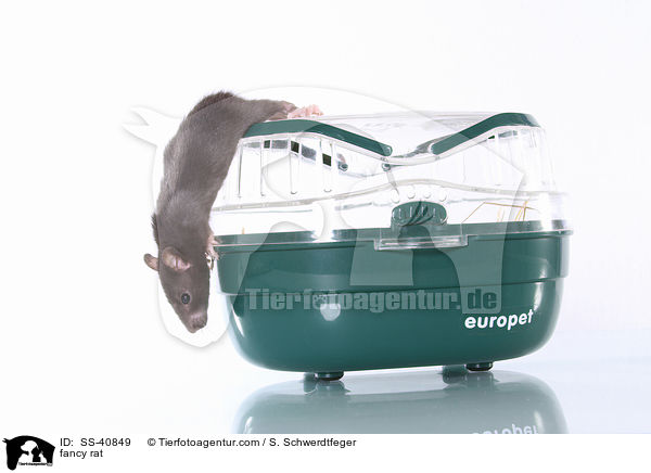 Farbratte / fancy rat / SS-40849