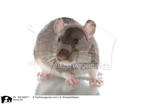 Farbratte / fancy rat / SS-40871