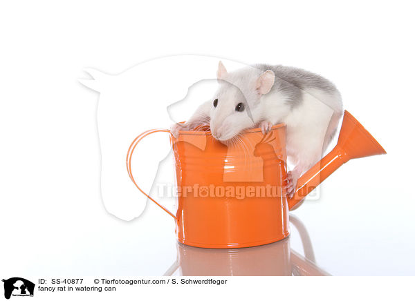 Farbratte in Giekanne / fancy rat in watering can / SS-40877