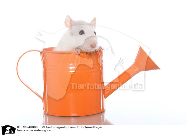 Farbratte in Giekanne / fancy rat in watering can / SS-40880