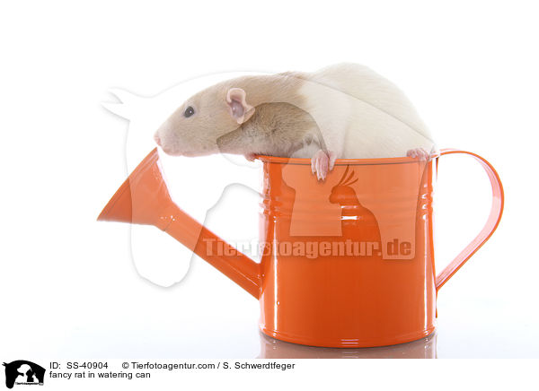 Farbratte in Giekanne / fancy rat in watering can / SS-40904