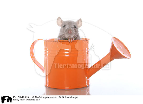 Farbratte in Giekanne / fancy rat in watering can / SS-40913
