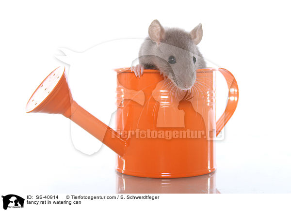 Farbratte in Giekanne / fancy rat in watering can / SS-40914