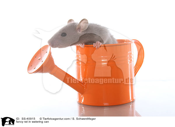 Farbratte in Giekanne / fancy rat in watering can / SS-40915