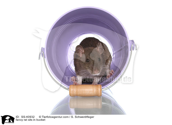 Farbratte sitzt im Eimer / fancy rat sits in bucket / SS-40932