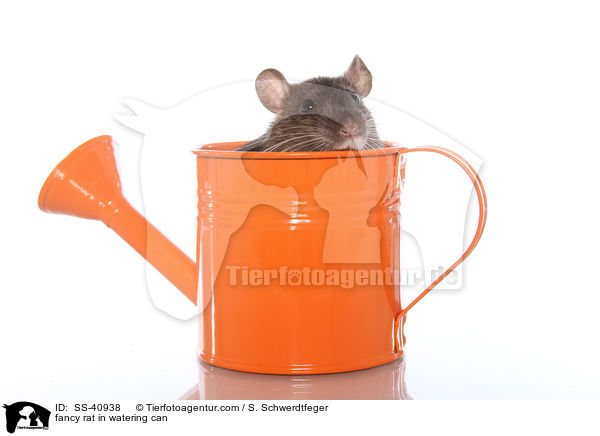 Farbratte in Giekanne / fancy rat in watering can / SS-40938