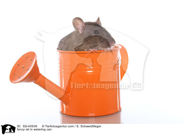 Farbratte in Giekanne / fancy rat in watering can / SS-40939