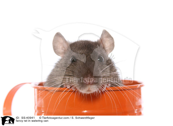 Farbratte in Giekanne / fancy rat in watering can / SS-40941