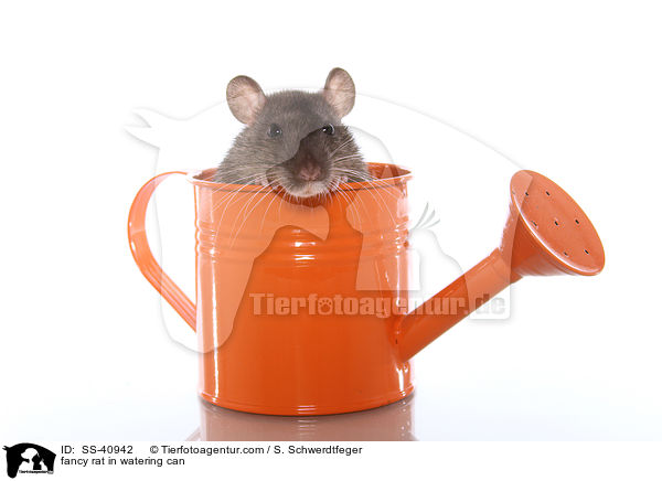 Farbratte in Giekanne / fancy rat in watering can / SS-40942