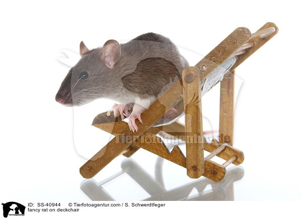 Farbratte auf Liegestuhl / fancy rat on deckchair / SS-40944