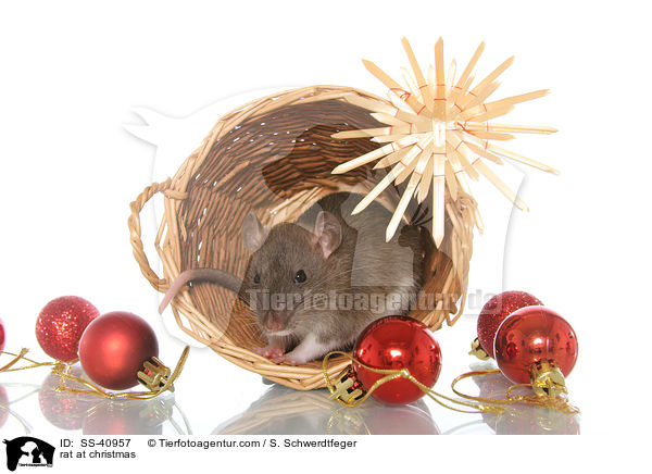 Ratte zu Weihnachten / rat at christmas / SS-40957