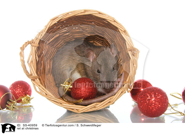 Ratte zu Weihnachten / rat at christmas / SS-40959