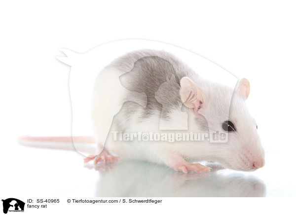 Farbratte / fancy rat / SS-40965