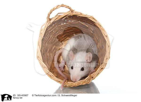 Farbratte / fancy rat / SS-40967