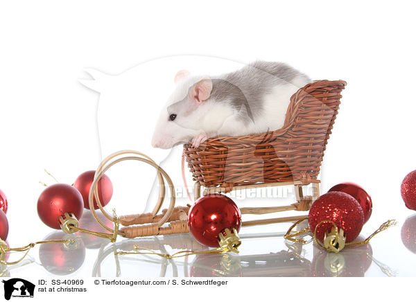 Ratte zu Weihnachten / rat at christmas / SS-40969