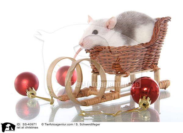 Ratte zu Weihnachten / rat at christmas / SS-40971