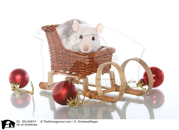 Ratte zu Weihnachten / rat at christmas / SS-40974