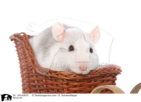 Farbratte / fancy rat / SS-40975