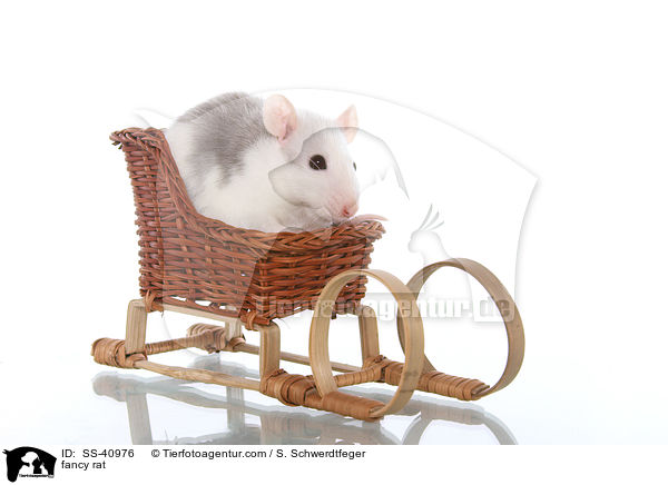 Farbratte / fancy rat / SS-40976