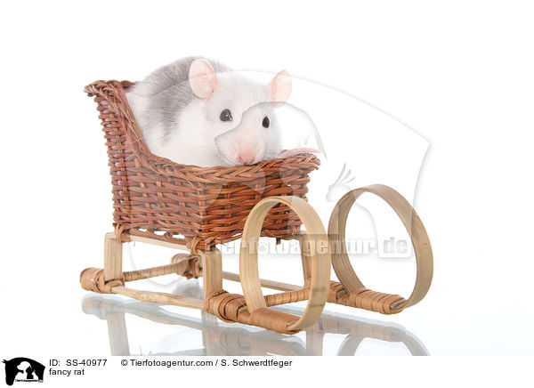 Farbratte / fancy rat / SS-40977