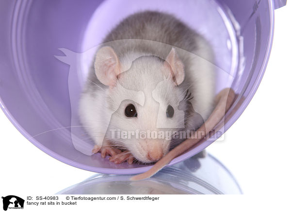 Farbratte sitzt im Eimer / fancy rat sits in bucket / SS-40983