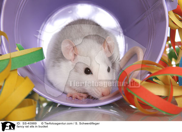 Farbratte sitzt im Eimer / fancy rat sits in bucket / SS-40989