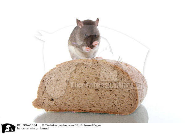 Farbratte sitzt auf Brot / fancy rat sits on bread / SS-41034