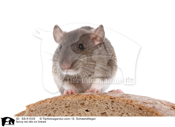 Farbratte sitzt auf Brot / fancy rat sits on bread / SS-41035