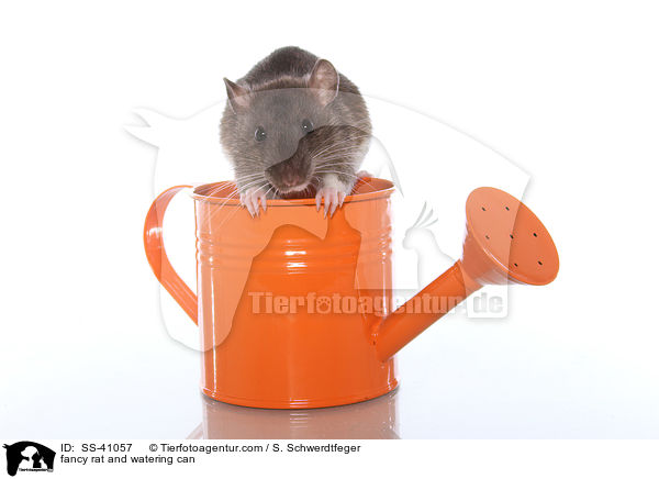 Farbratte und Giekanne / fancy rat and watering can / SS-41057