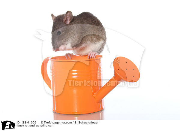 fancy rat and watering can / SS-41059