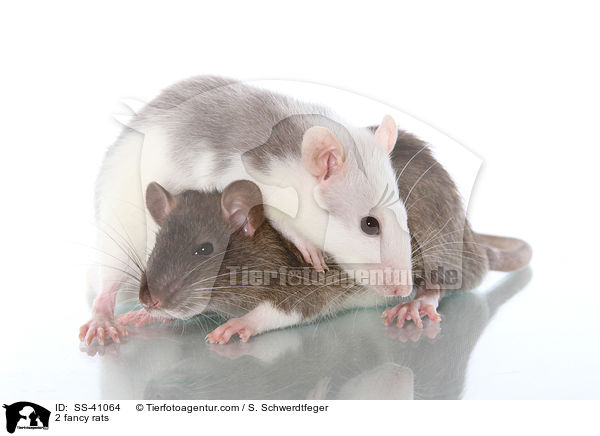 2 Farbratten / 2 fancy rats / SS-41064