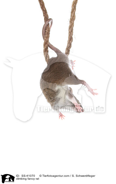 kletternde Farbratte / climbing fancy rat / SS-41070